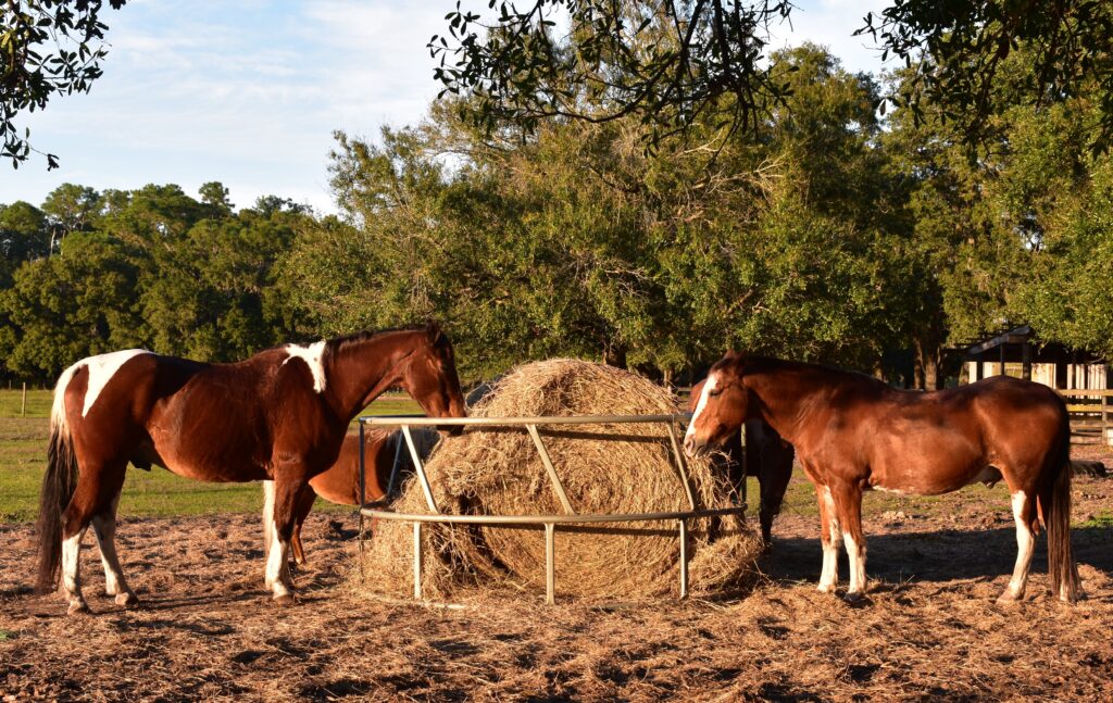 Rural Living | Farm | Equestrian | Parrish, FL